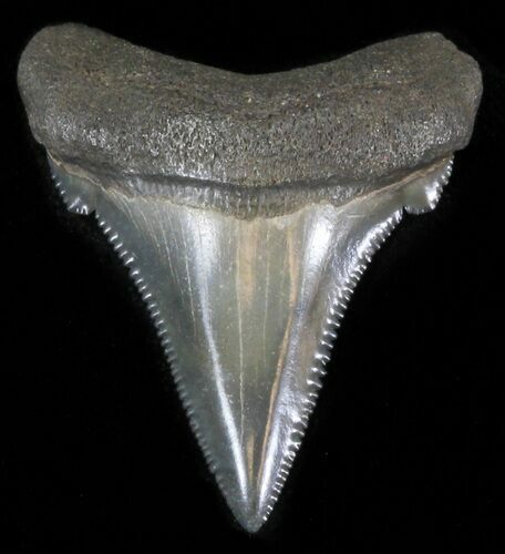 Angustidens Tooth - Megalodon Ancestor #30172